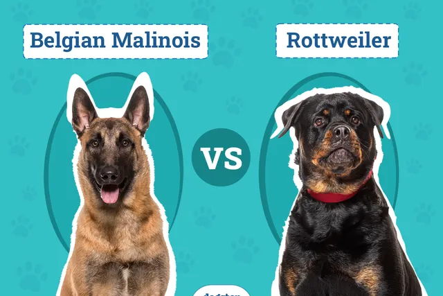 Belgian Malinois vs Rottweiler: Differences Explained (With Pictures)