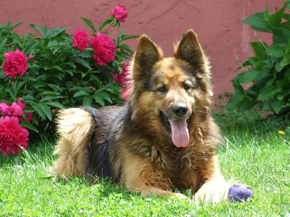 german shepherd lying on grass
