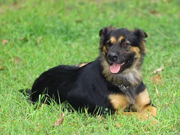 Rottweiler German Shepherd Mix: Info, Pictures, Care & More
