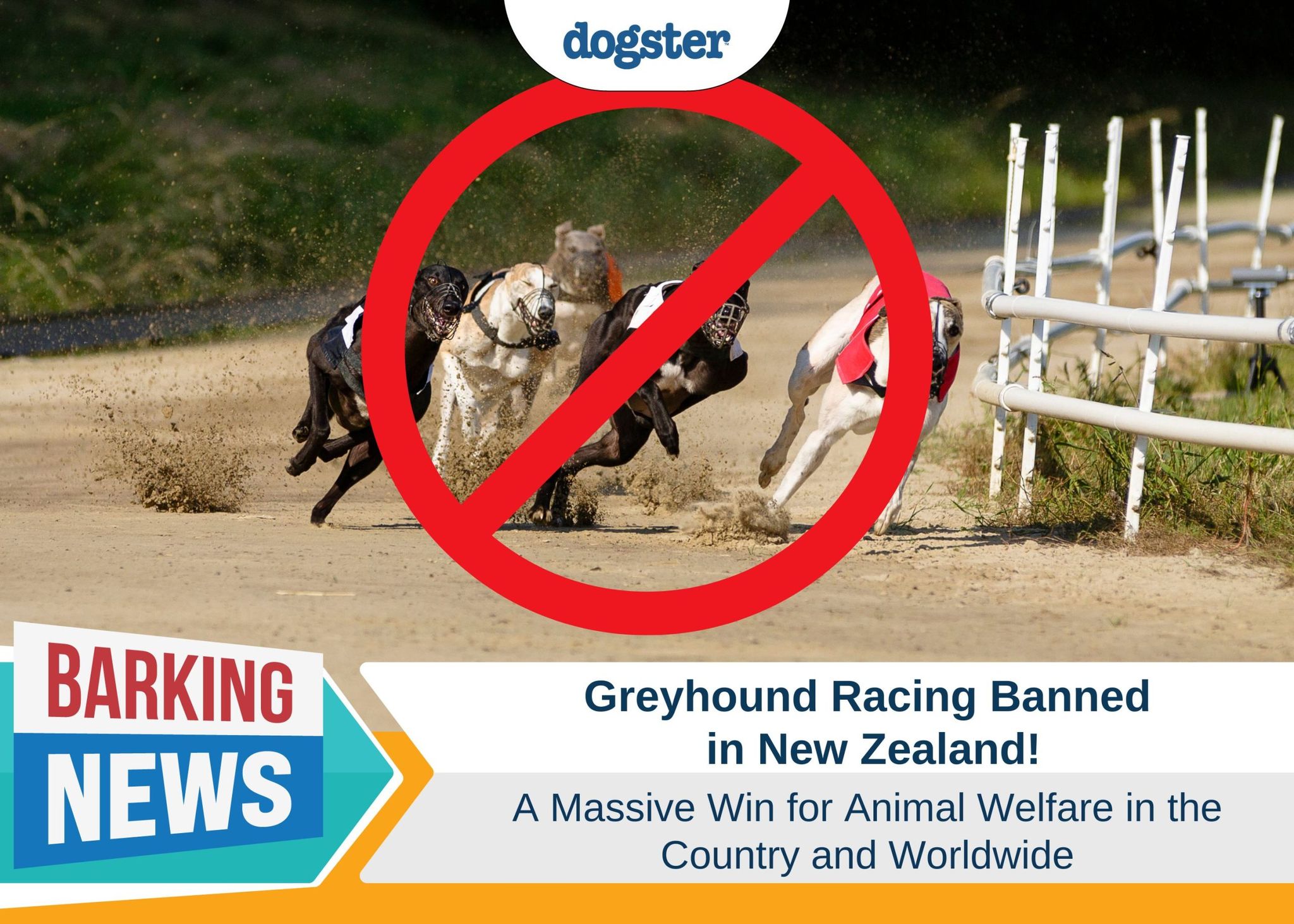 Dogster_Barking News Greyhound Racing Banned in NZ