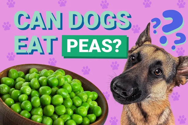 Can Dogs Eat Peas? Our Vet Answers Nutrition Info
