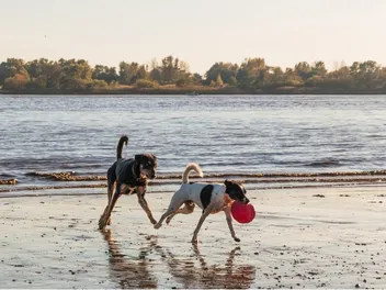 Top 5 Dog-Friendly Beaches in Jacksonville, FL