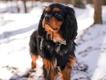 Black & Tan Cavalier King Charles Spaniel: Info, Pictures, Origin & History
