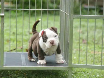 Why Are Responsible Pit Bull Breeders Hard to Find? Reasons Explained