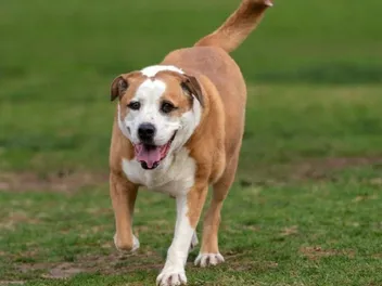 Bully Basset (Basset Hound & Bulldog Mix): Info, Pictures, Care & More