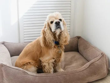 How Good Is a Cocker Spaniel With Cats? Vet-Reviewed Introduction Tips & Tricks