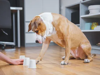 9 Dog Food Games to Play to Make Mealtime Fun for Your Pup