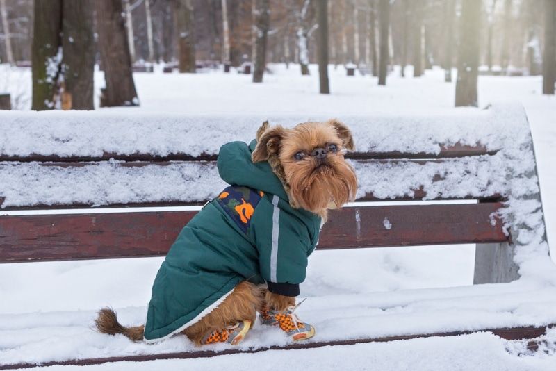 brussels griffon dog wearing boots while sitting on bench