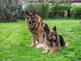 Old German Shepherd Dog Breed: Info, Pictures, Care & More