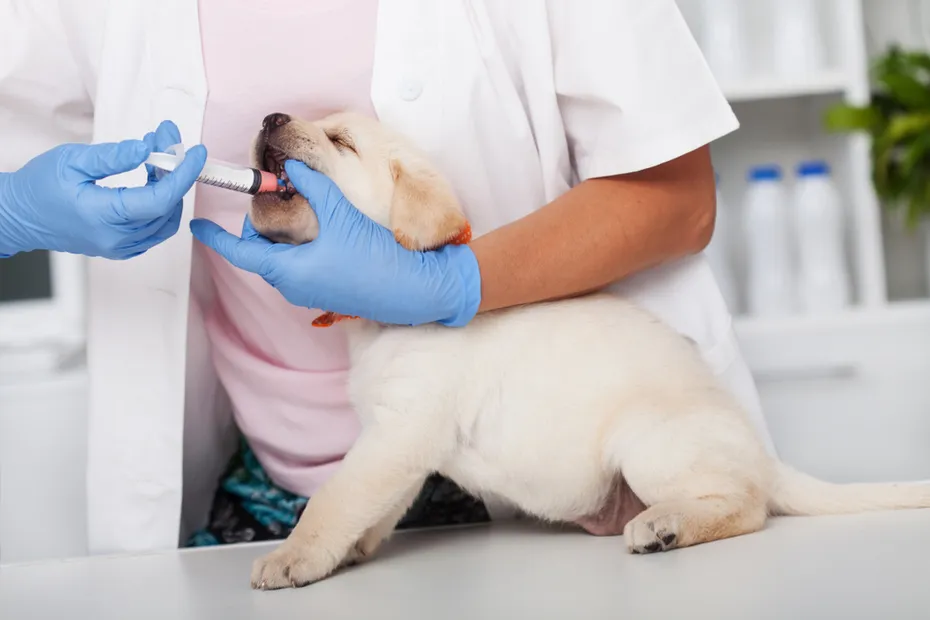 Reluctant labrador puppy dog getting its worm medication