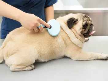 Is a Pug Hypoallergenic? Vet-Verified Facts & FAQ
