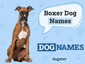 150+ Boxer Dog Names: Unique & Popular Ideas
