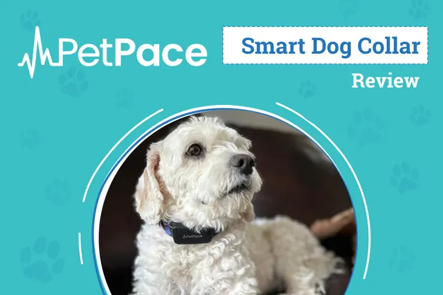 PetPace 2.0 Smart Collar Review 2026: An Expert’s Breakdown