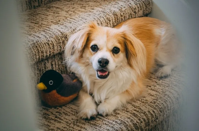Chi-Spaniel