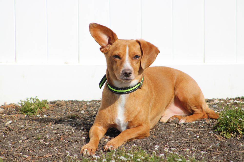 chiweeni dog sitting outside