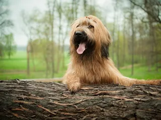 8 Big Dog Breeds That Don’t Drool: Info, Pictures & History