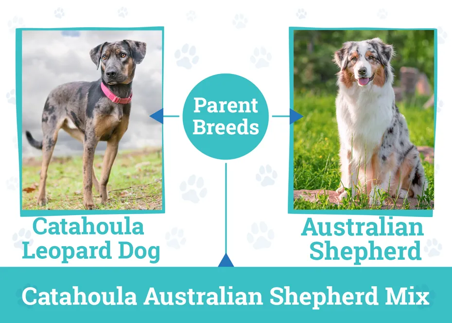 The Parent Breed Catahoula Australian Shepherd Mix