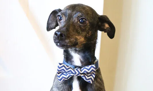 Helpful Homemade_NO-SEW DOG BOW TIE COLLAR SLIDE