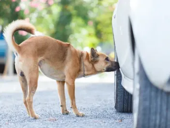Why Do Dogs Love Things That Smell Bad to Humans? Vet-Verified Facts