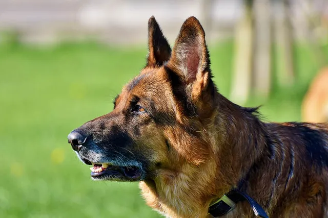 Do German Shepherds Bark a Lot? How Much & How to Stop It