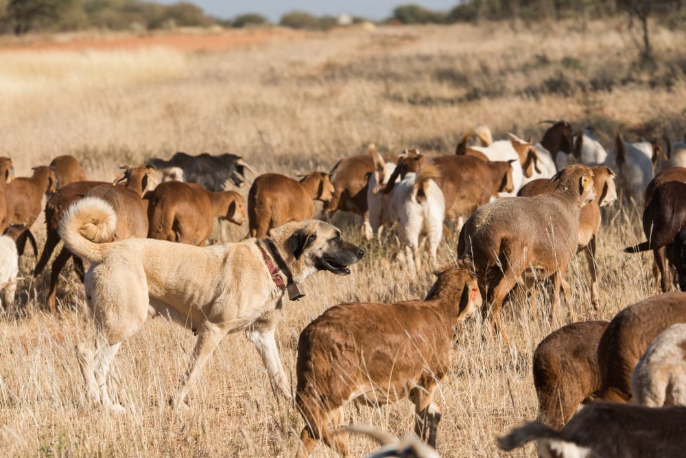 Kangal livestock guarding dog roams in between a herding sheep