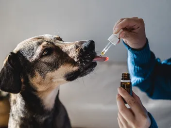 5 Natural & Holistic Cancer Treatment for Dogs in 2026: Our Vet Explains