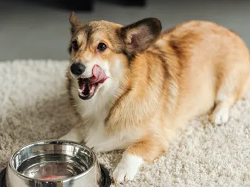 How Much Water Should a Dog Drink a Day? Vet-Approved Hydration Guide
