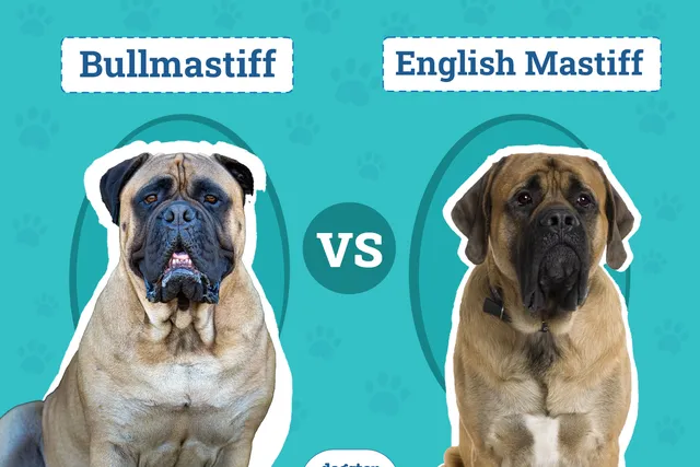 Bullmastiff vs. English Mastiff: Differences Explained (With Pictures)
