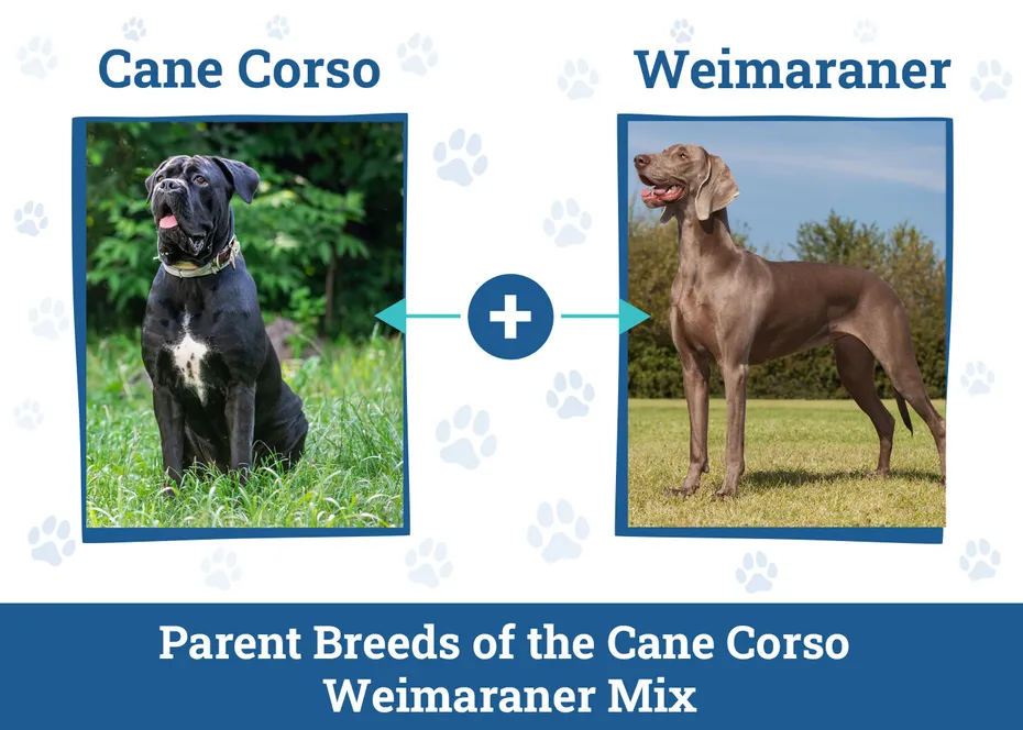 Cane Corso Weimaraner Mix