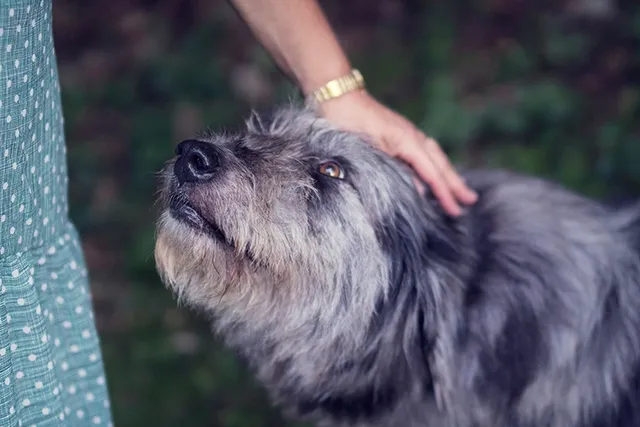 Will Petting Reduce Stress in My Dog? Vet-Reviewed Facts & FAQ