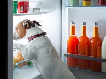 Does Canned Dog Food Need to Be Refrigerated? Vet Approved Health & Safety Tips