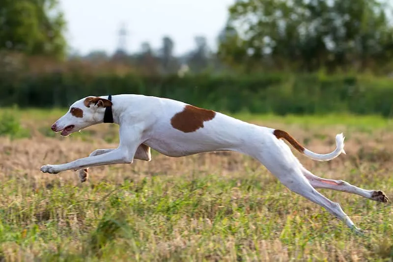 Ibizan Hound dog coursing run in field