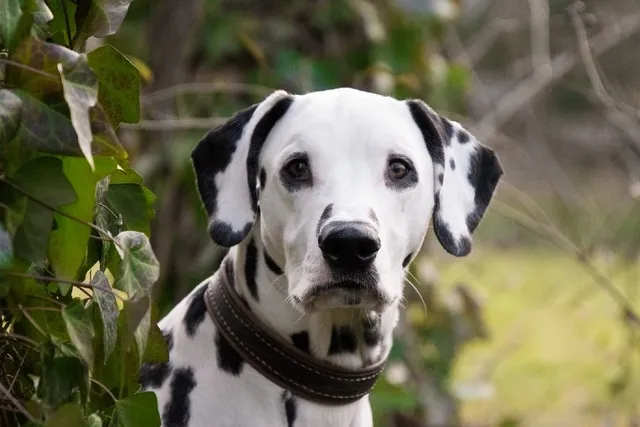 Why Do Dalmatians Have a Bad Reputation? Myths & Facts
