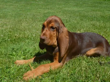 How Much Do Bloodhounds Shed? Vet-Verified Facts & Grooming Tips