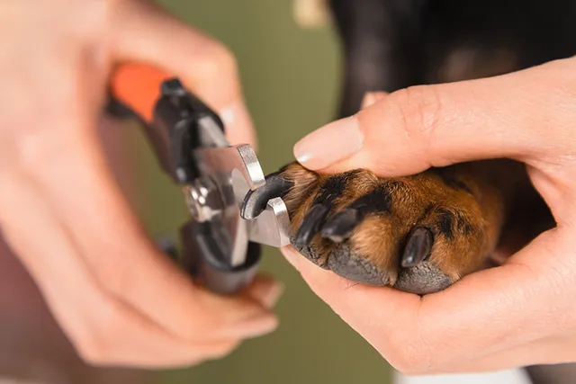 How to Trim Your Dog’s Nails at Home: Vet-Approved Step-by-Step Guide