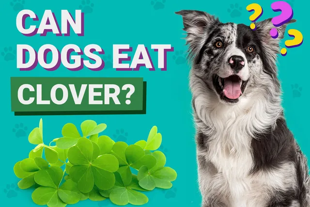 Can Dogs Eat Clover? Vet-Verified Facts & FAQ