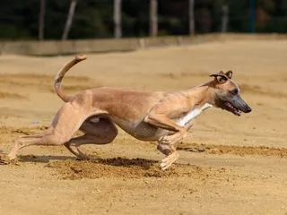 How Fast Can a Dog Run? Fastest Breed & General Facts (Vet-Reviewed)
