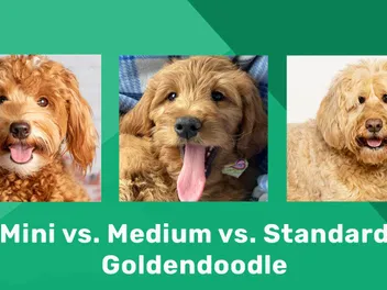 Which Goldendoodle Size Do I Have? Mini vs Medium vs Standard
