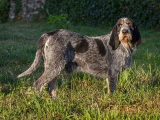 Griffon Bleu de Gascogne Dog Breed: Info, Pictures, Traits & Care
