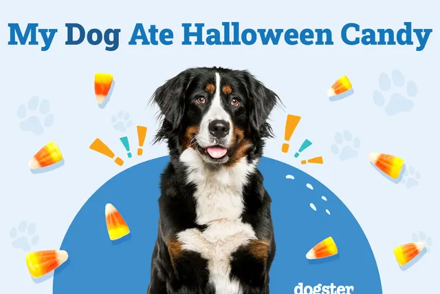 My Dog Ate Halloween Candy: What Should I Do? (Vet Approved)