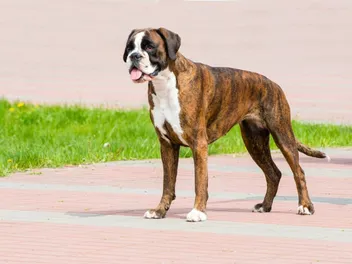 11 Amazing Boxer Dog Facts You Need to Know