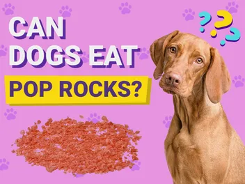 Can Dogs Eat Pop Rocks? Vet-Verified Facts & FAQ