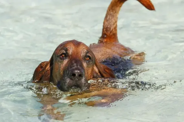 Bloodhound Basset Mixed Dog Breed: Info, Pictures, Care & More