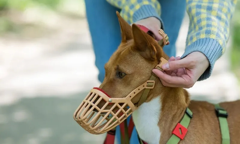 putting muzzle on dog
