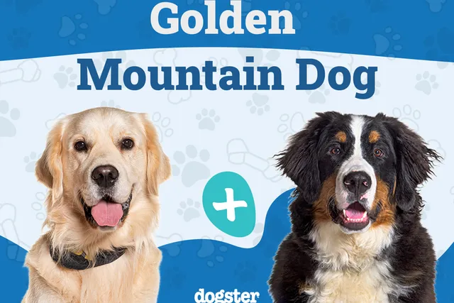 Golden Mountain Dog Breed: Info, Pictures, Care & More