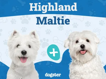Highland Maltie (Westie & Maltese Mix): Info, Pictures, Care & More