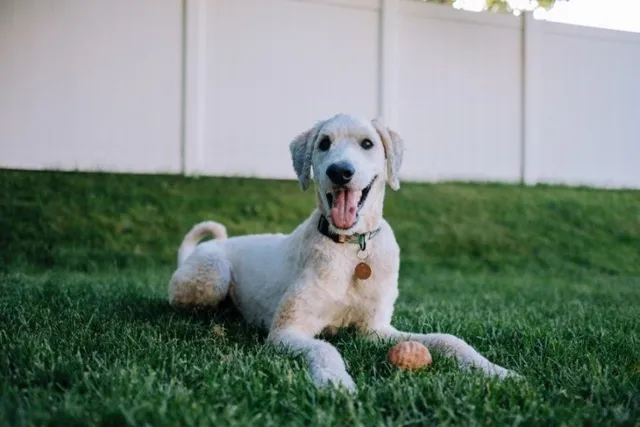 Flandoodle Dog Breed: Info, Pictures, Care & More