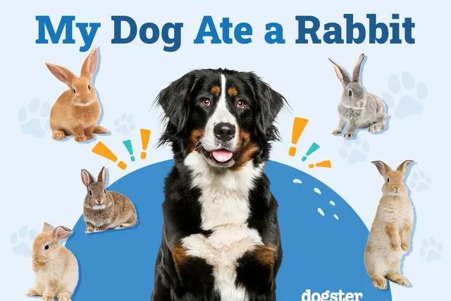 My Dog Ate a Rabbit: What Should I Do? Vet Approved Facts & FAQ
