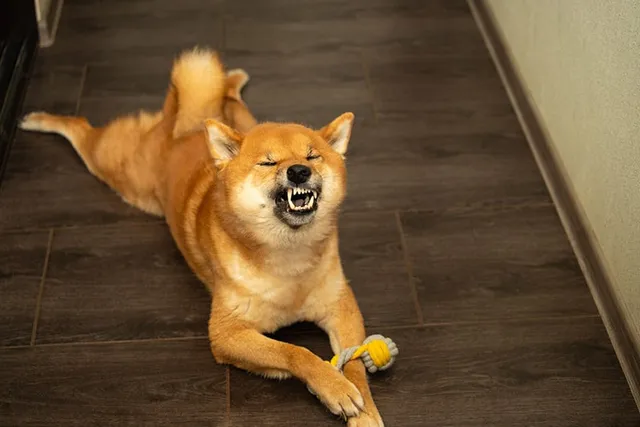 Why Do Dogs Sneeze When Excited? 5 Vet-Reviewed Reasons