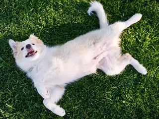 Do Dogs Have Belly Buttons? Vet-Reviewed Canine Anatomy